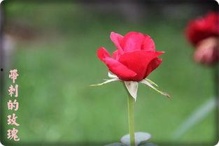 绽放的带刺玫瑰,坚韧与美丽的交响曲