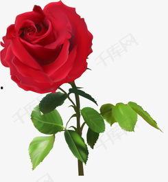 绽放的带刺玫瑰,坚韧与美丽的交响曲