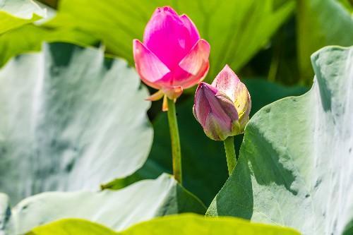 向阳花开并蒂霜