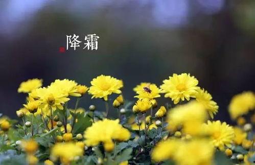 向阳花开并蒂霜